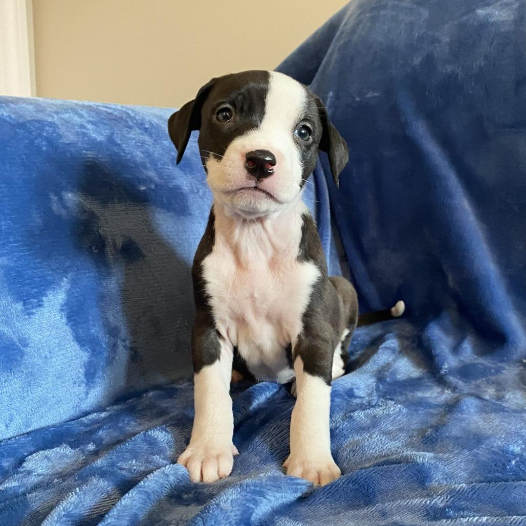 Enlarge Maria, a Adoptable mixed breed in Greensboro, GA image 1/3