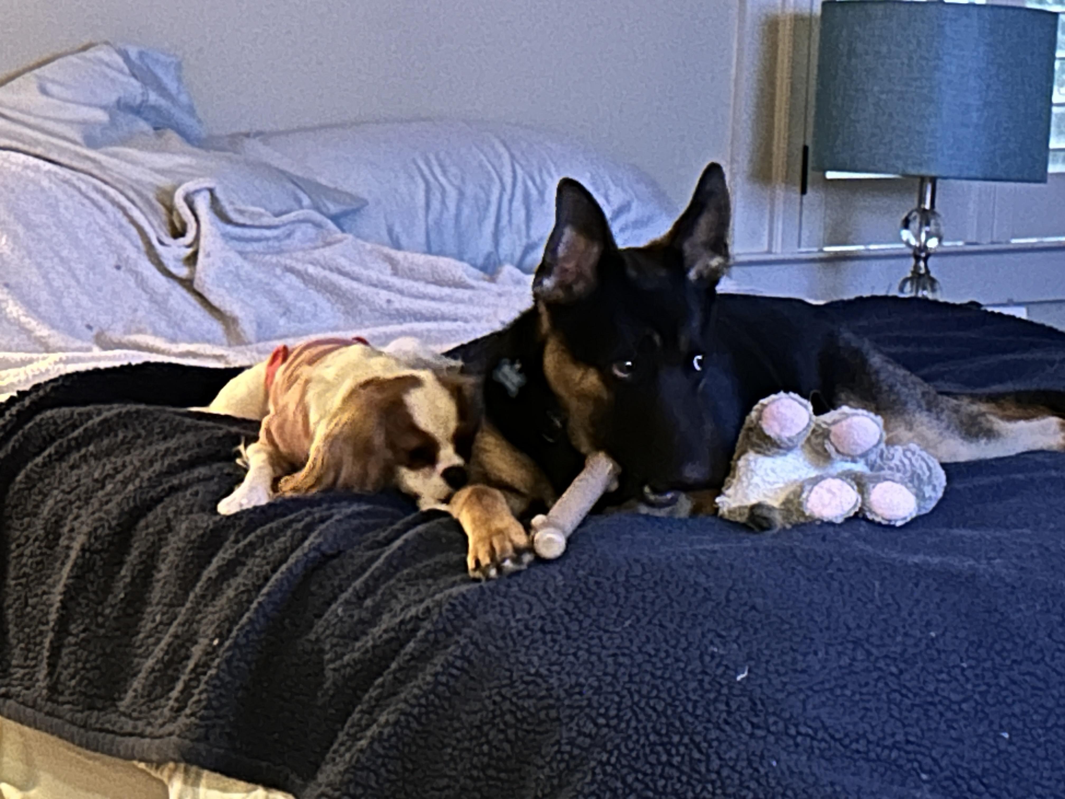 Hank (fka Ranger), a Adoptable German Shepherd Dog in Roswell, GA image 4/5