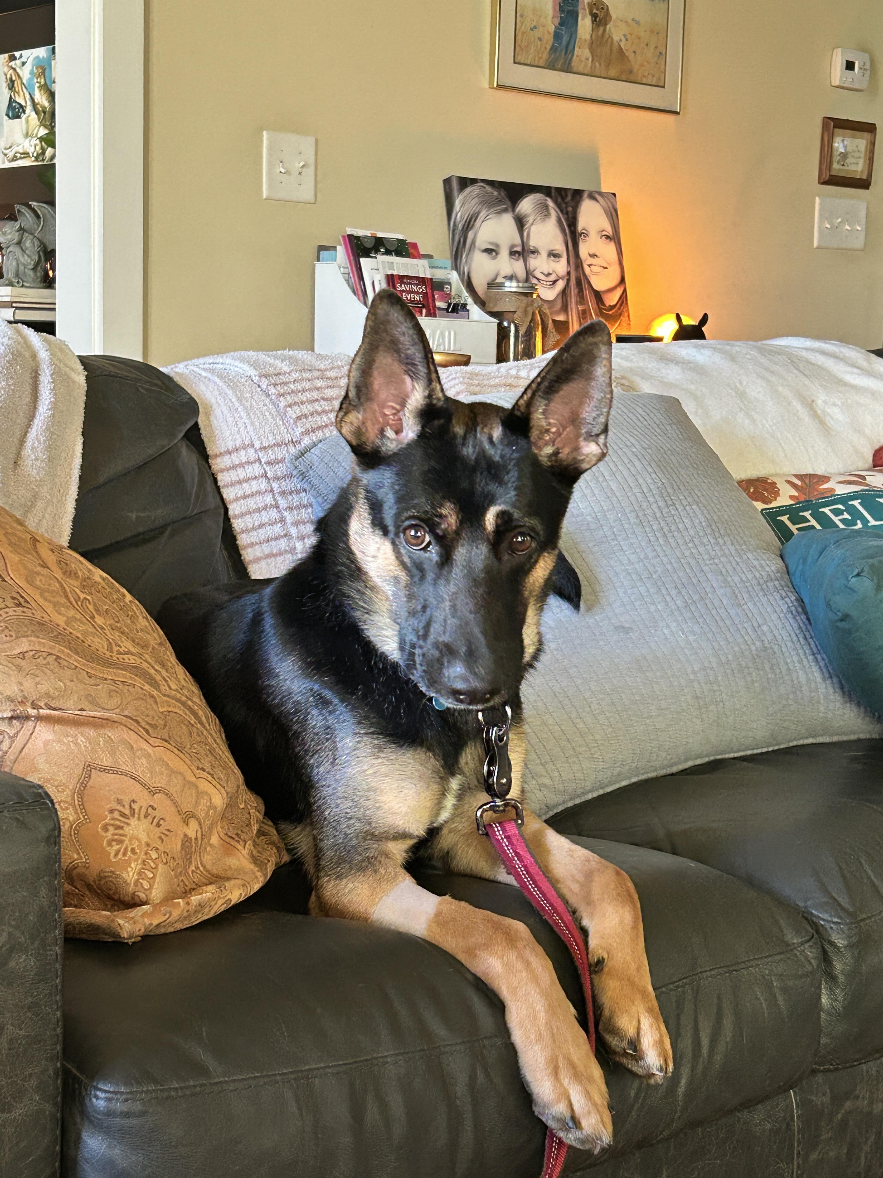 Hank (fka Ranger), a Adoptable German Shepherd Dog in Roswell, GA image 5/5