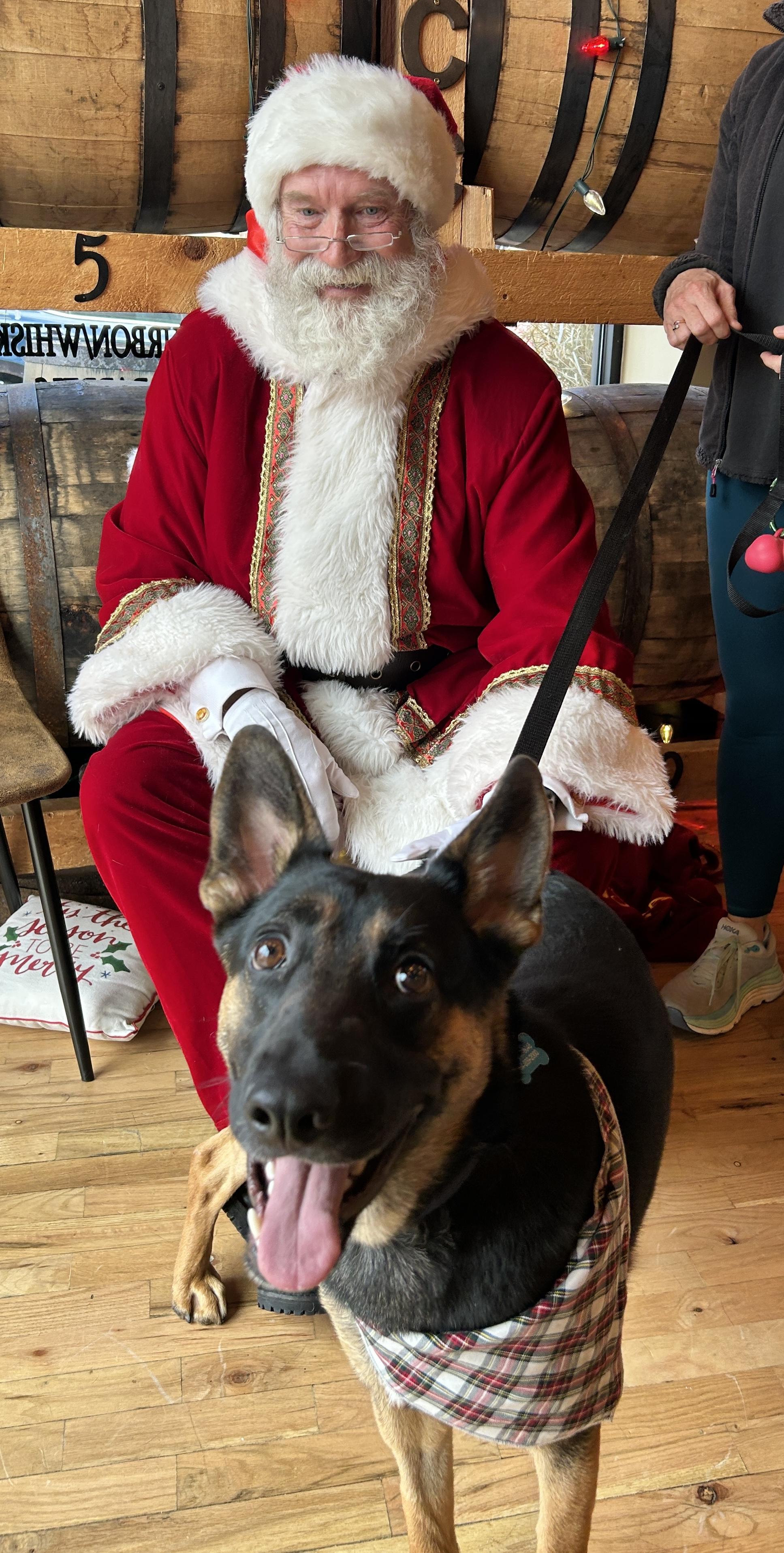 Hank (fka Ranger), a Adoptable German Shepherd Dog in Roswell, GA image 3/5