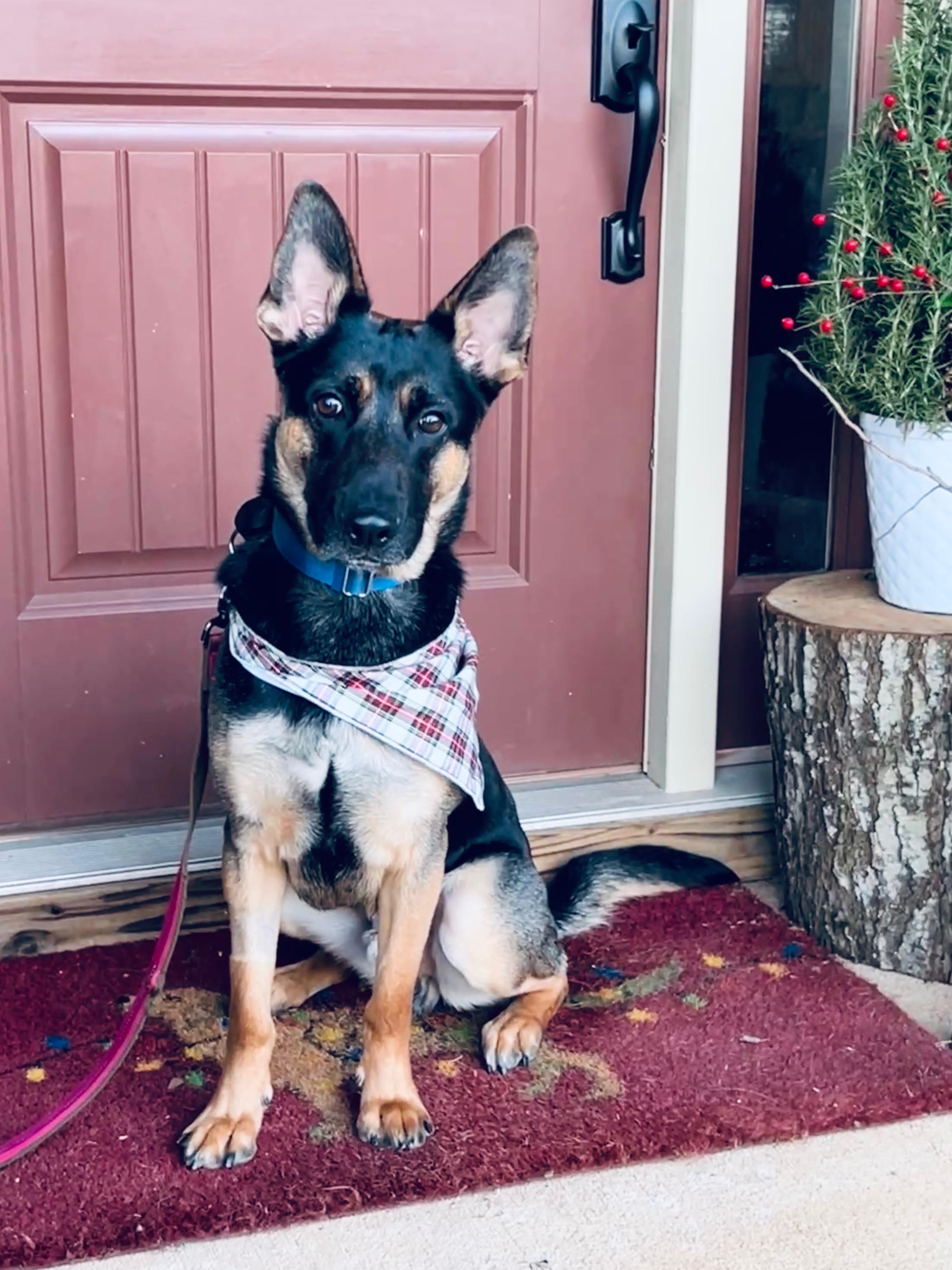 Hank (fka Ranger), a Adoptable German Shepherd Dog in Roswell, GA image 1/5