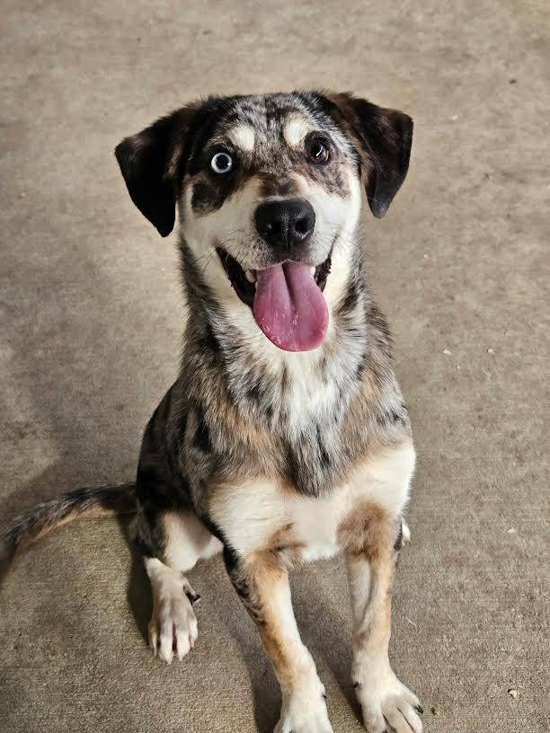 Enlarge Maverick, a ADOPTABLE mixed breed in Marshall, AR image 1/4