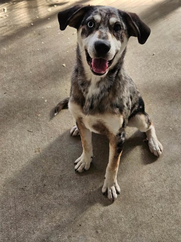 Enlarge Maverick, a ADOPTABLE mixed breed in Marshall, AR image 3/4