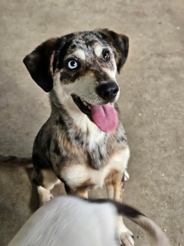 Enlarge Maverick, a ADOPTABLE mixed breed in Marshall, AR image 2/4
