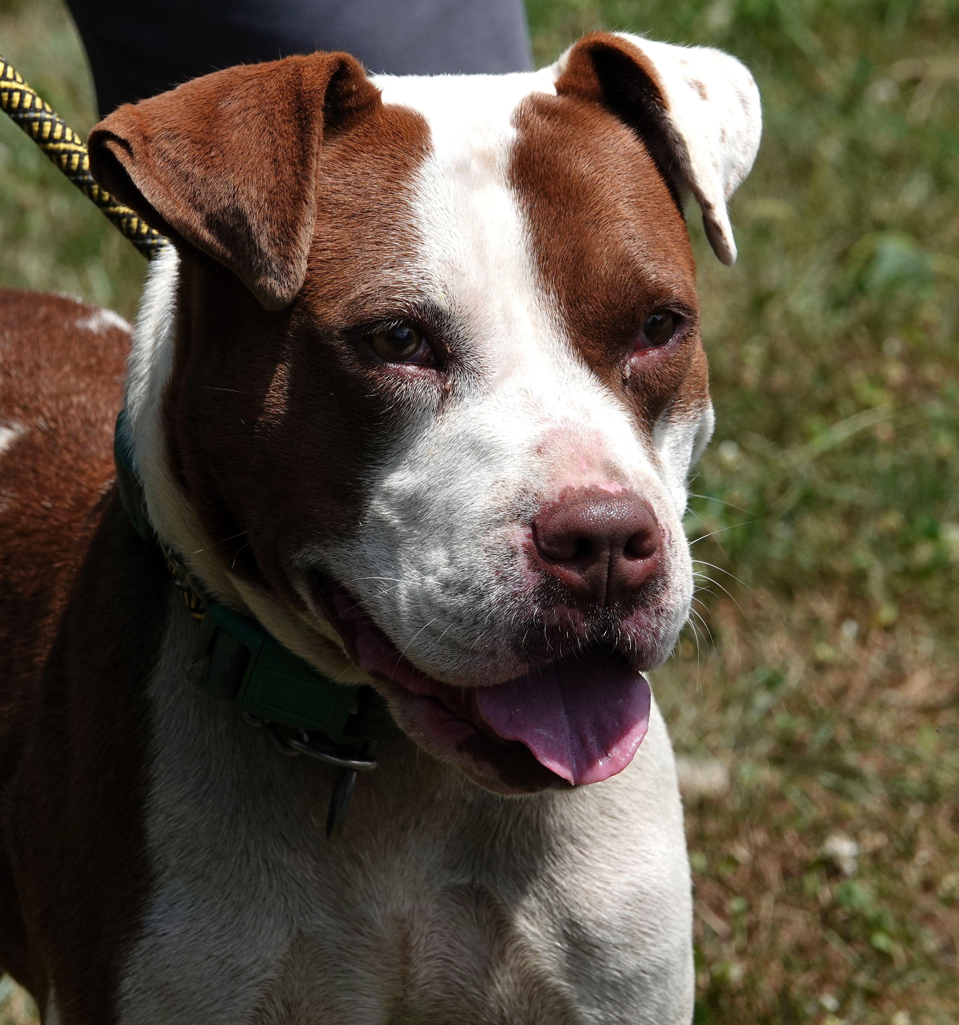 Brownie - CLAIMED BY OWNER