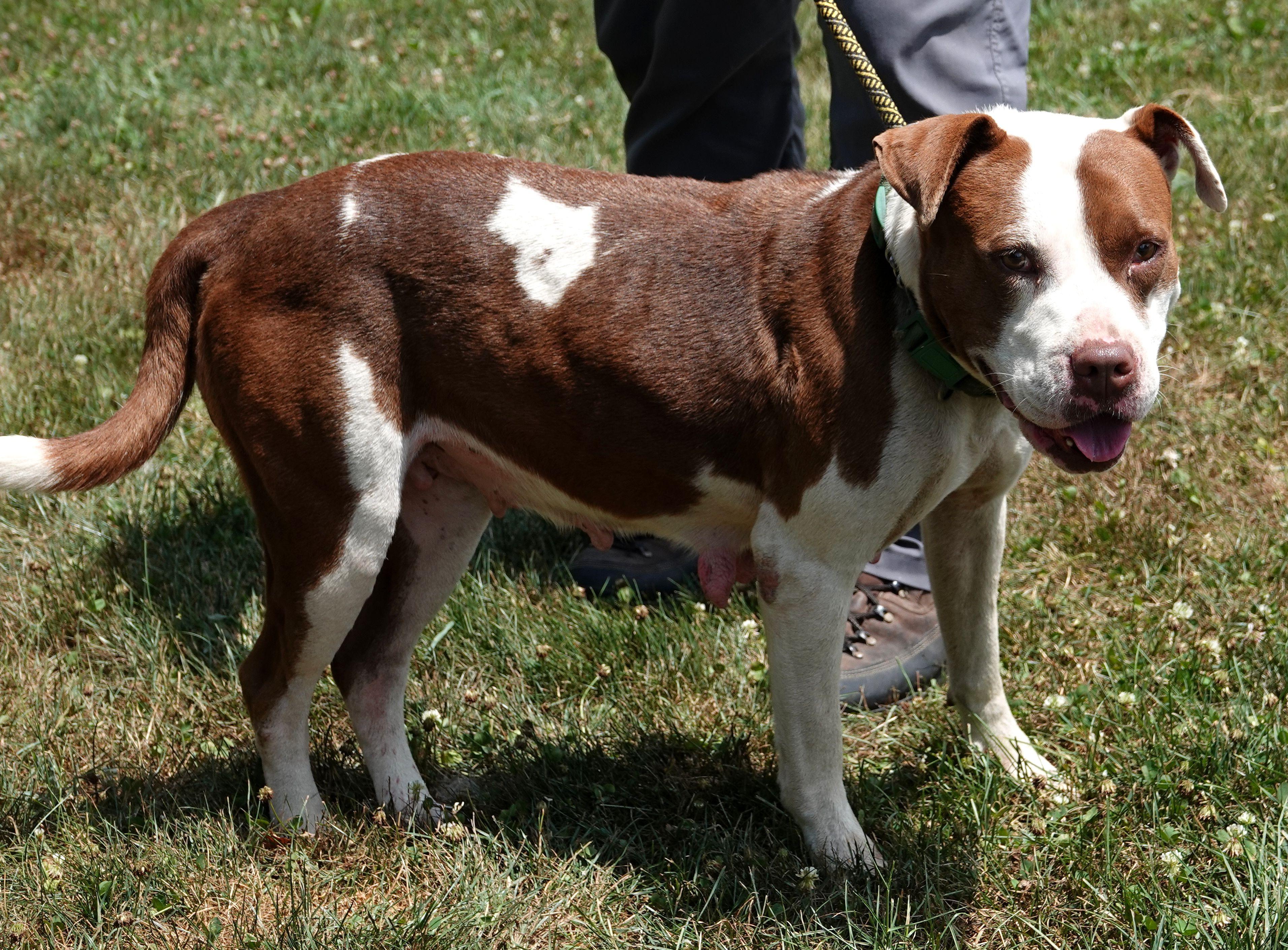 Brownie - CLAIMED BY OWNER 2
