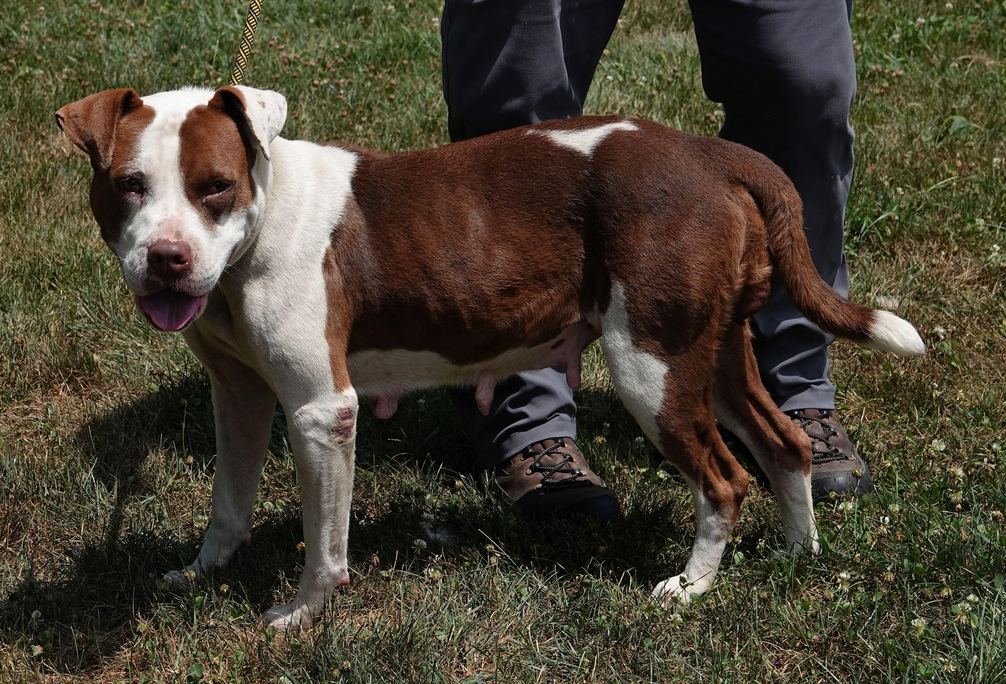 Brownie - CLAIMED BY OWNER 3