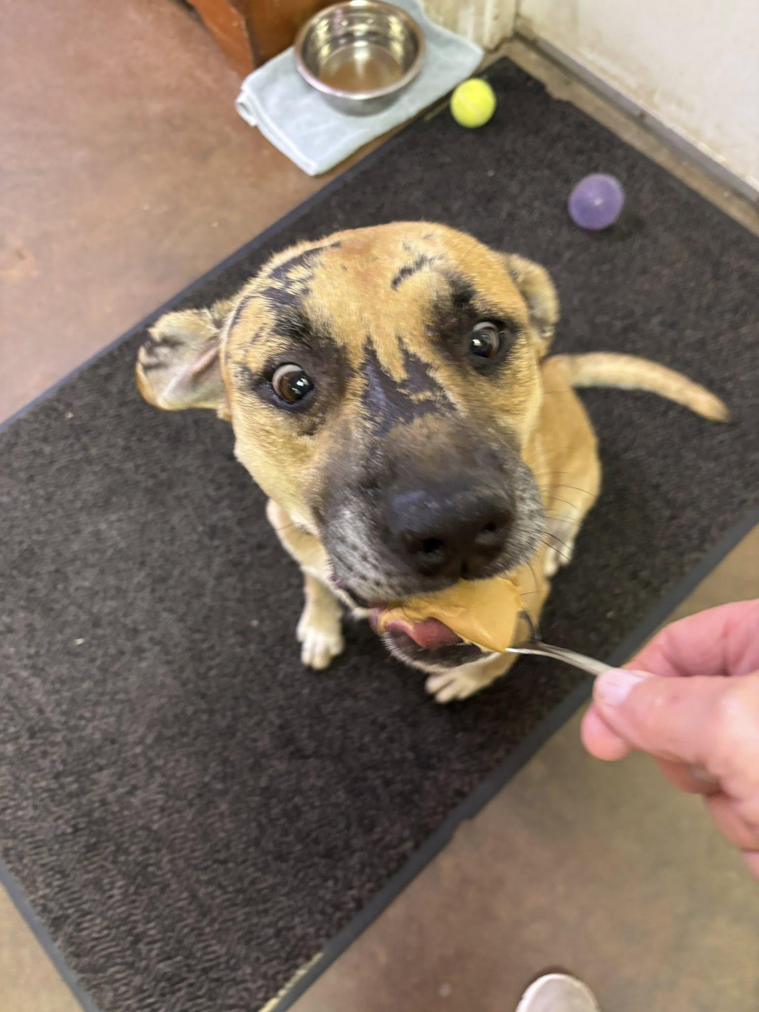 GRACE, Adopted, Senior Female Pit Bull Terrier.