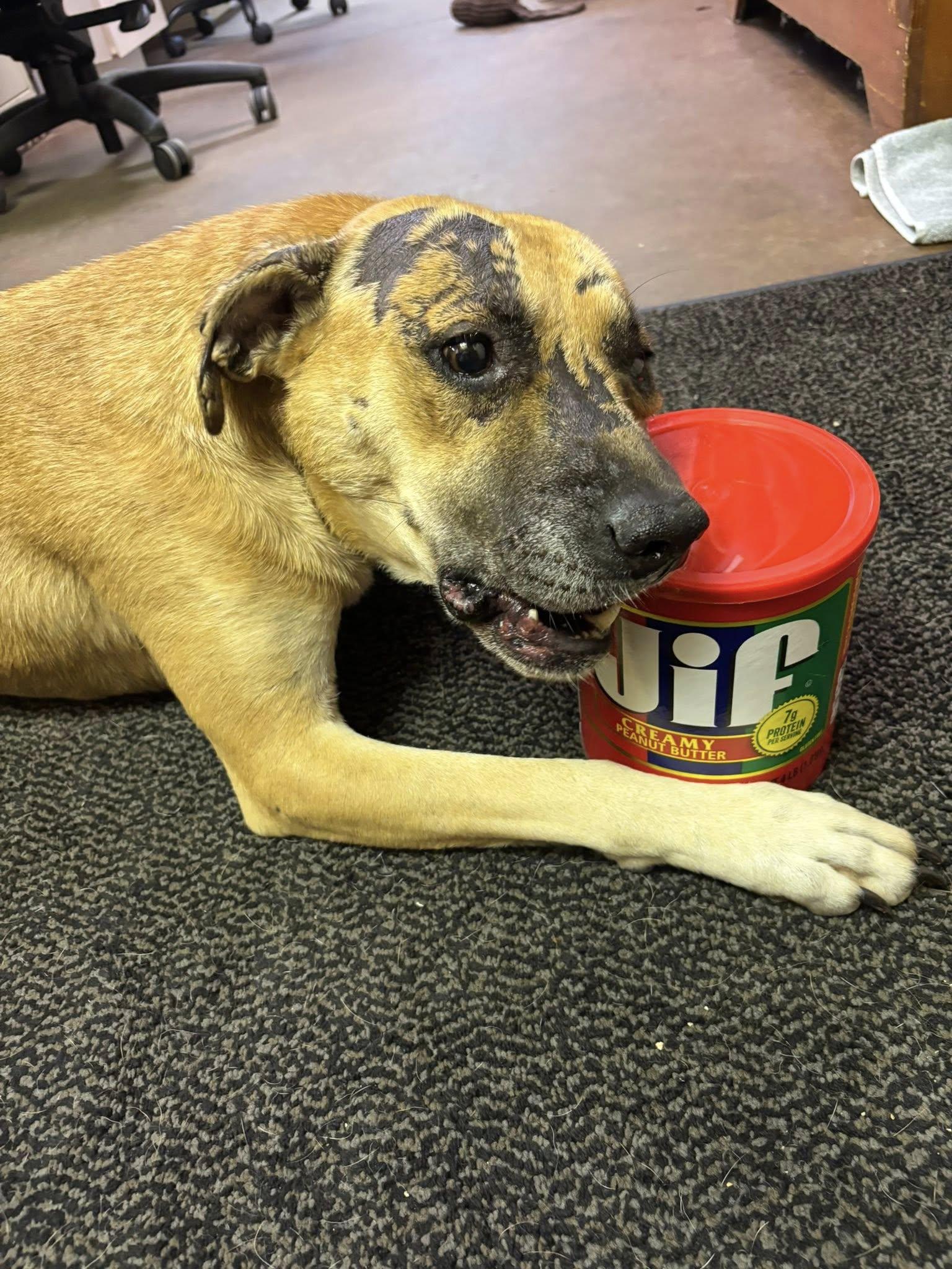 GRACE, a Adopted Pit Bull Terrier in Cullman, AL image 2/6