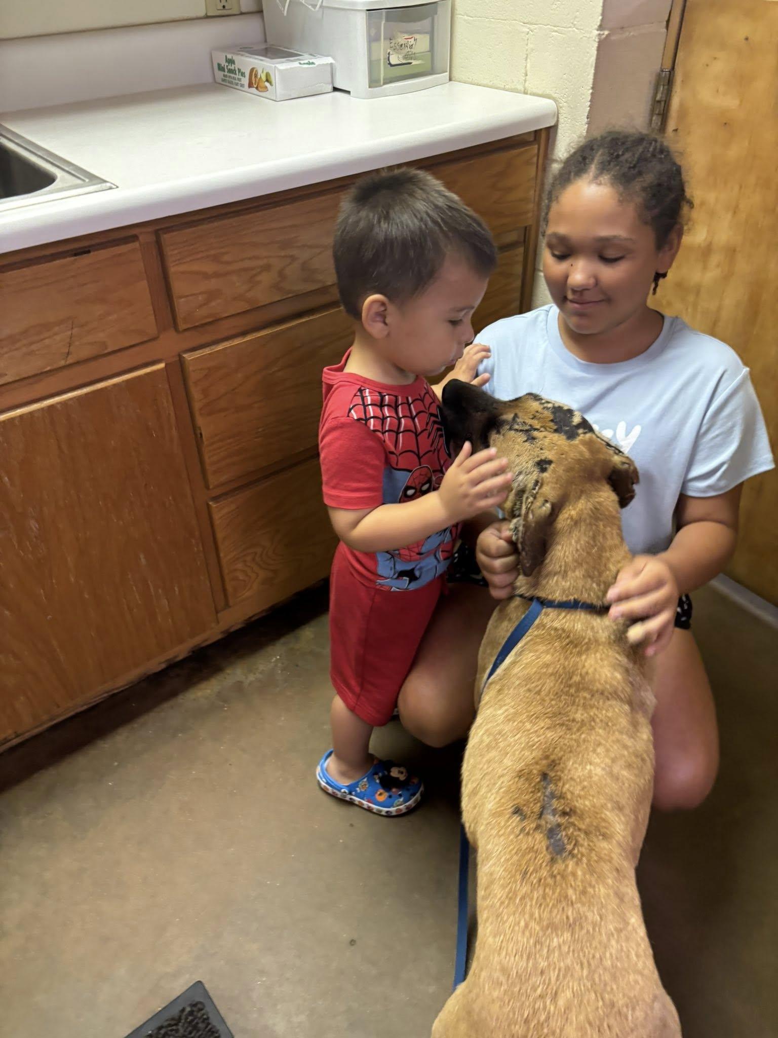 GRACE, a Adopted Pit Bull Terrier in Cullman, AL image 3/6