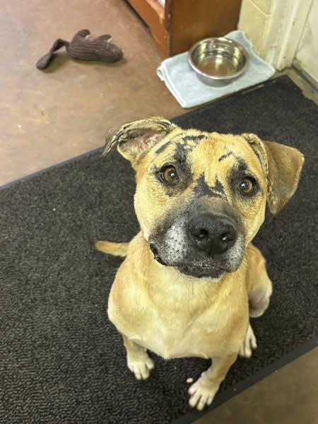 GRACE, a Adopted Pit Bull Terrier in Cullman, AL image 4/6