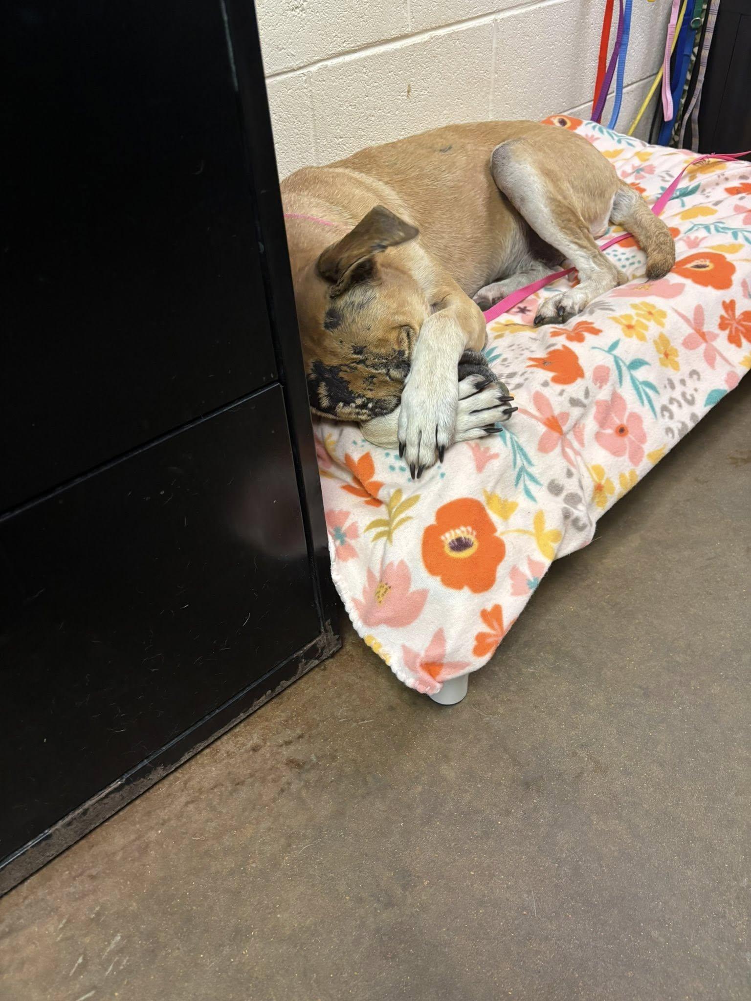 GRACE, a Adopted Pit Bull Terrier in Cullman, AL image 6/6