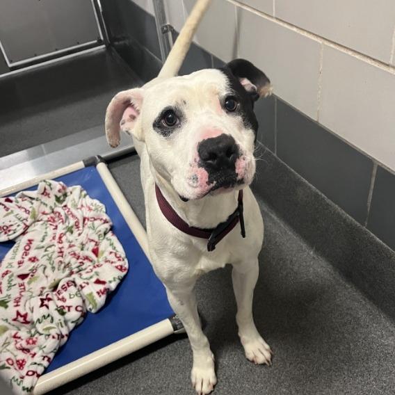 Debo, Adoptable, Adult Male Pit Bull Terrier.