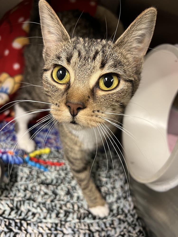 Tulip, Adoptable, Adult Female Domestic Short Hair.