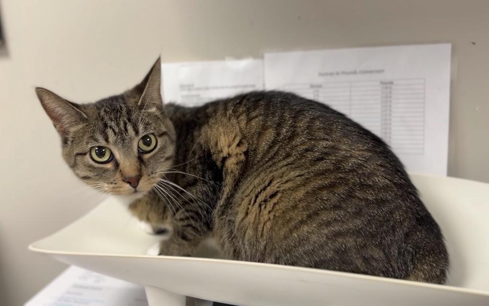 Enlarge Tulip, a Adoptable Domestic Short Hair in Bemidji, MN image 2/2