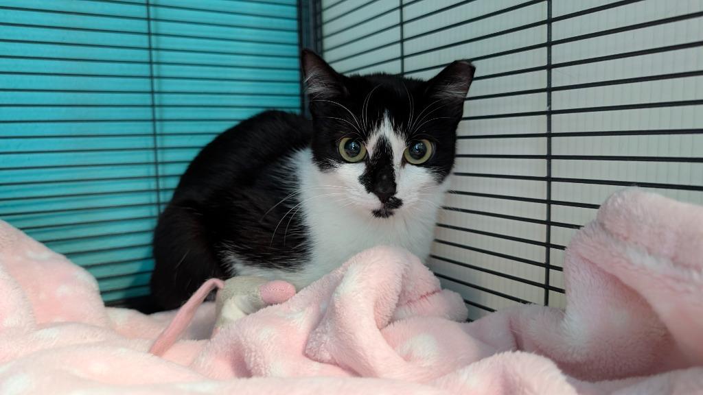 Enlarge Birdie, a Adoptable mixed breed in Magnolia, TX image 1/1