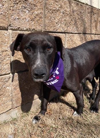 SKULLY, Adoptable, Adult Female Labrador Retriever.