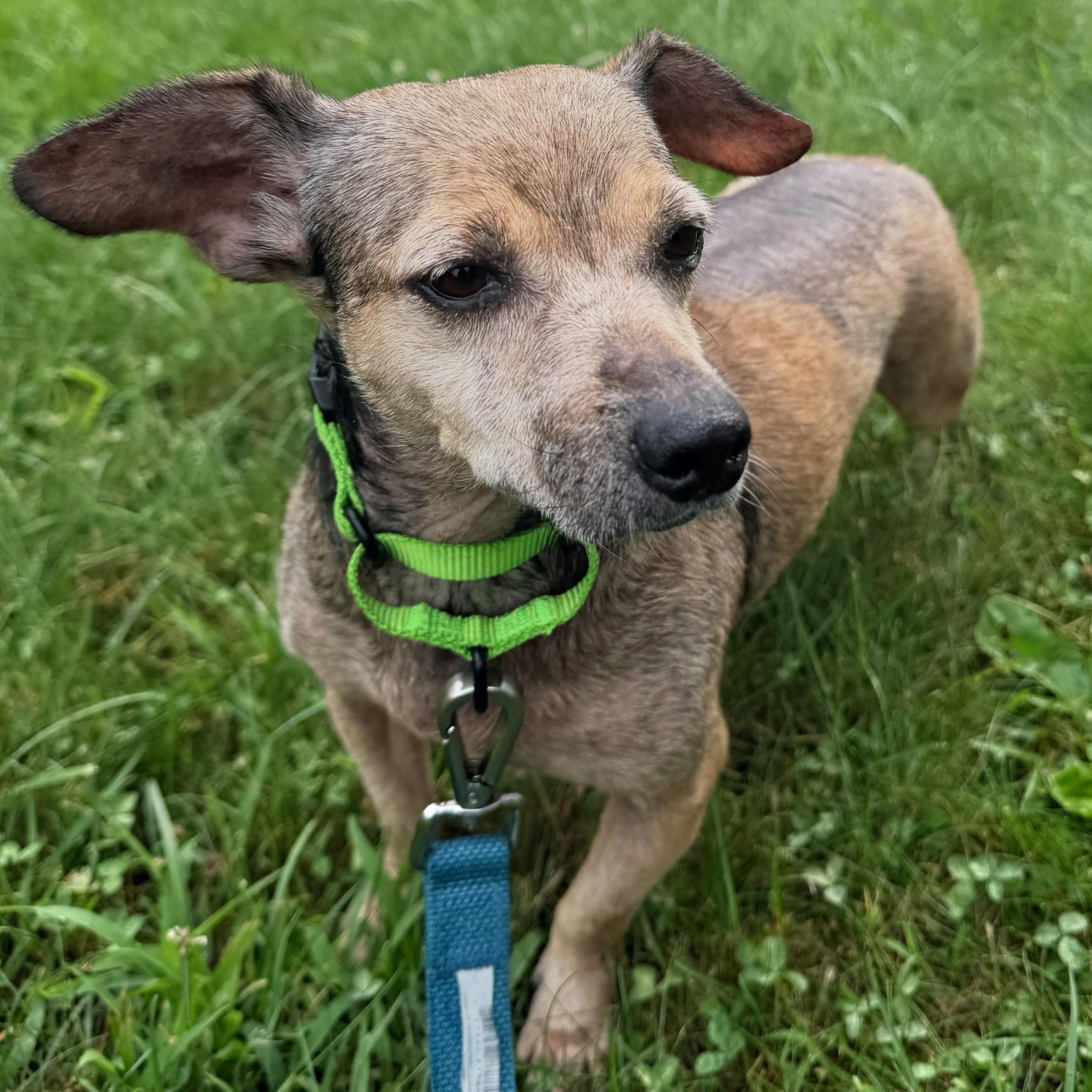 Pely, a ADOPTABLE mixed breed in Baldwin, MD image 3/5