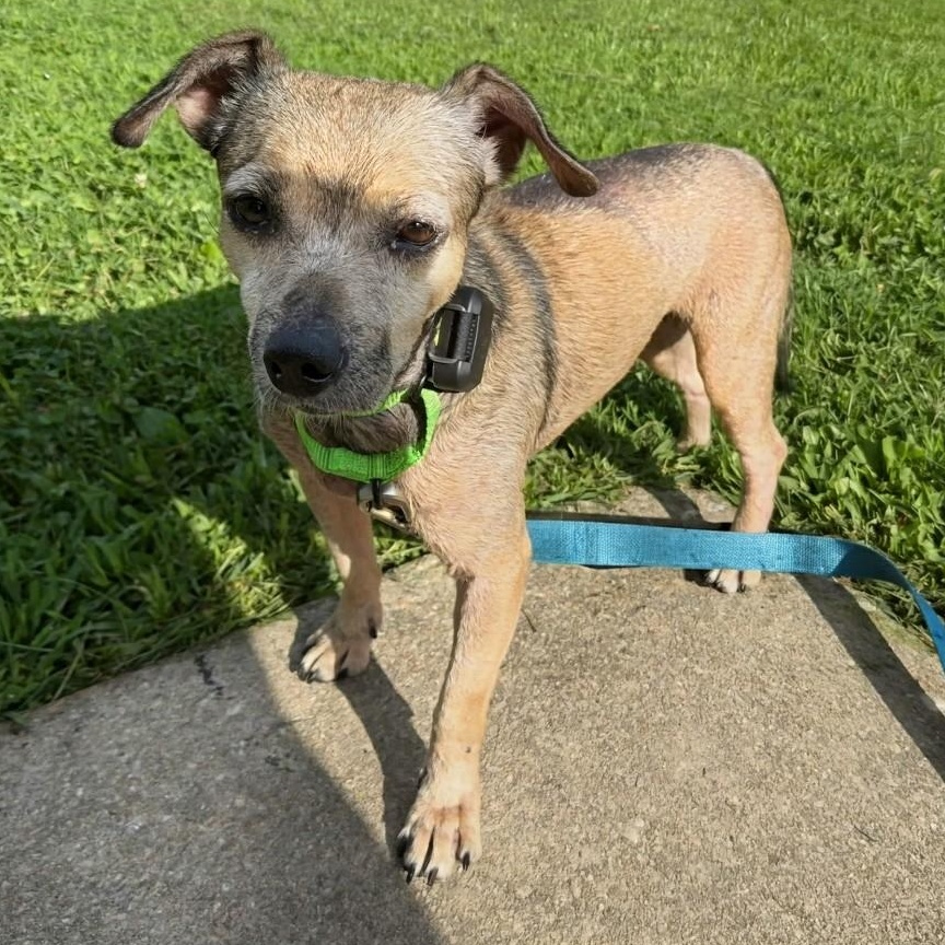 Pely, a ADOPTABLE mixed breed in Baldwin, MD image 4/5