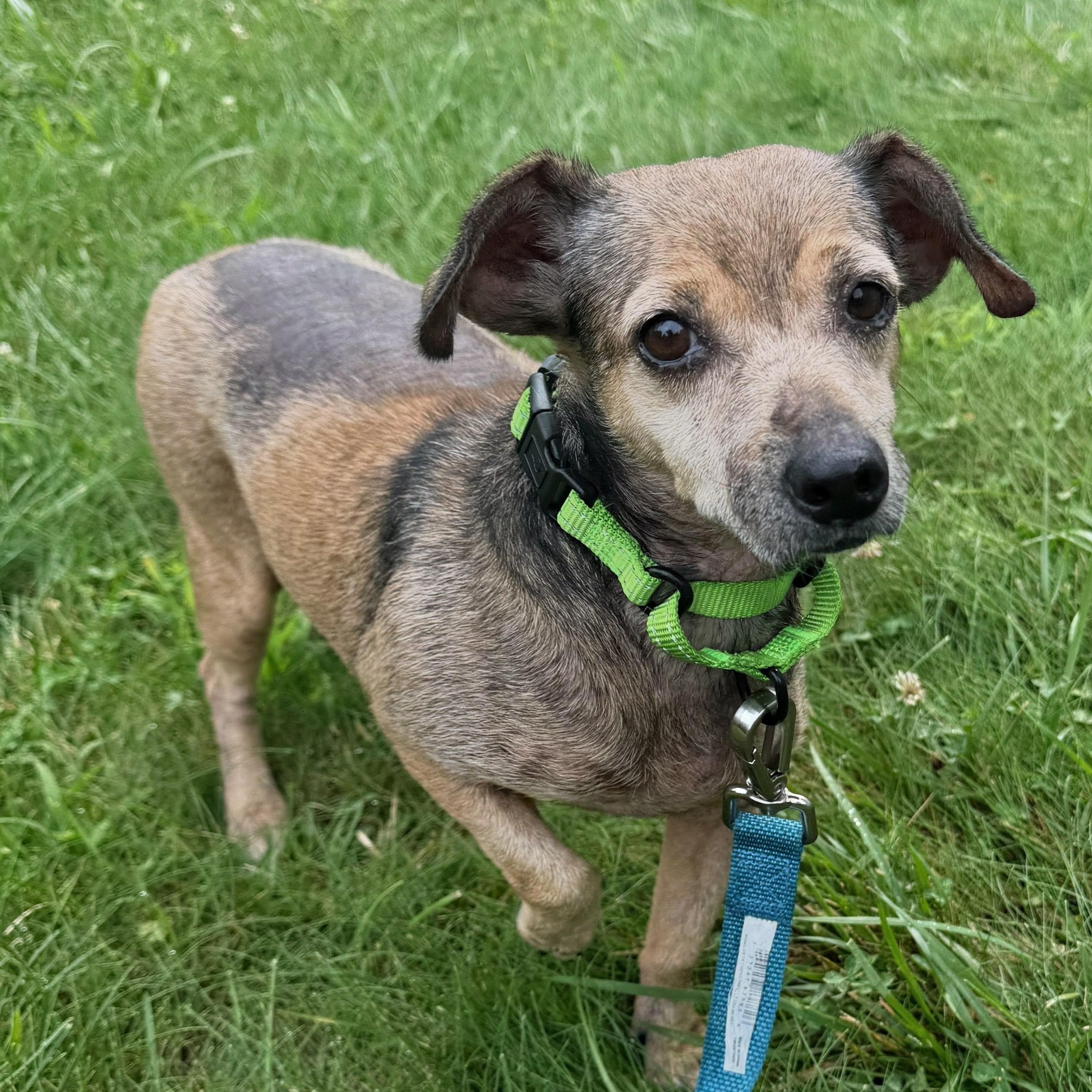 Pely, ADOPTABLE, Adult Female Chihuahua.