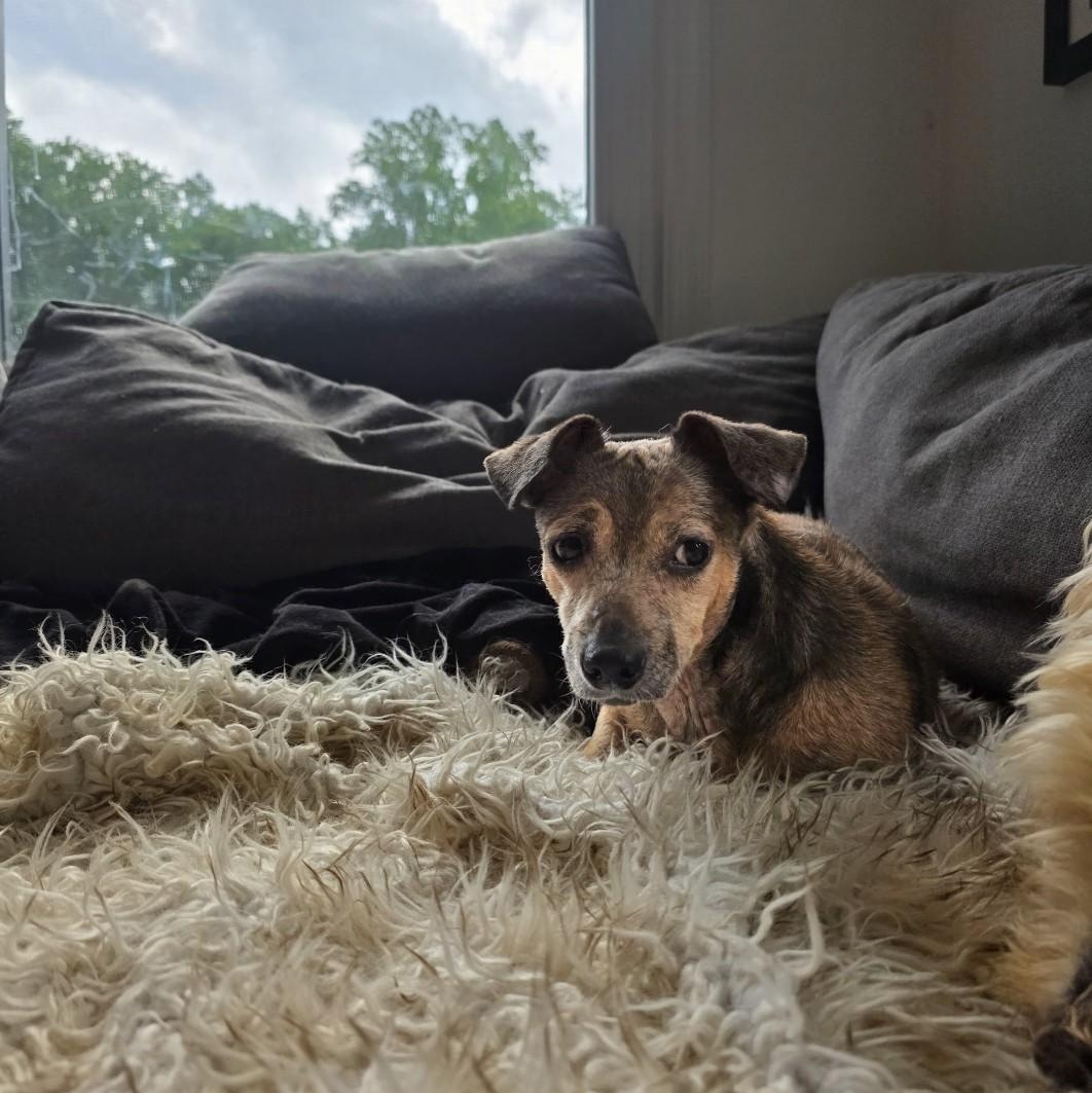 Pely, a ADOPTABLE mixed breed in Baldwin, MD image 2/5
