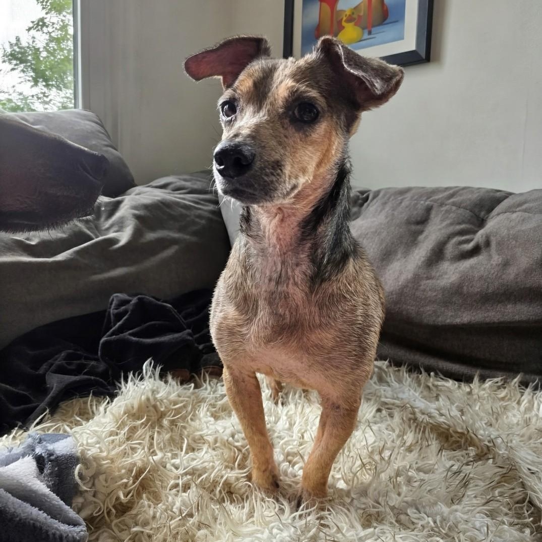 Pely, a ADOPTABLE mixed breed in Baldwin, MD image 5/5