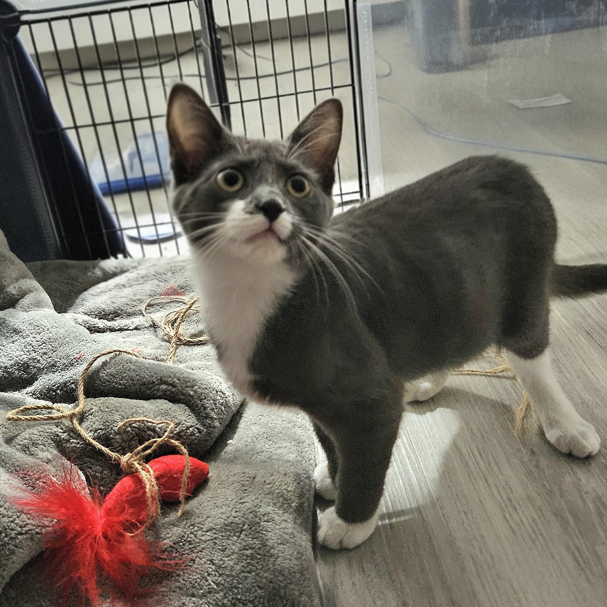 Tori (with Taylor), ADOPTABLE, Kitten Female Domestic Short Hair.