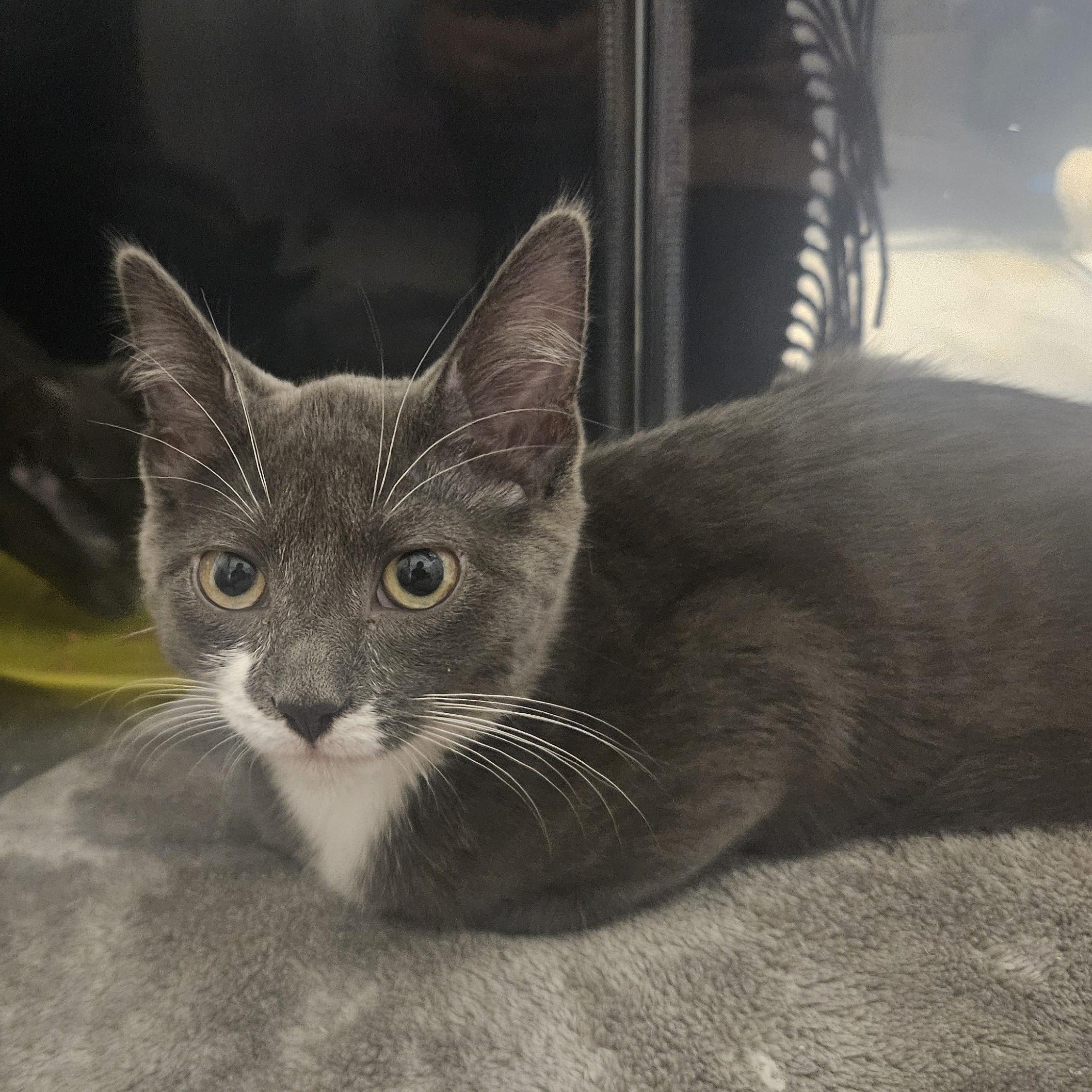 Enlarge Tori (with Taylor), a ADOPTABLE Domestic Short Hair in Norwalk, CT image 2/4
