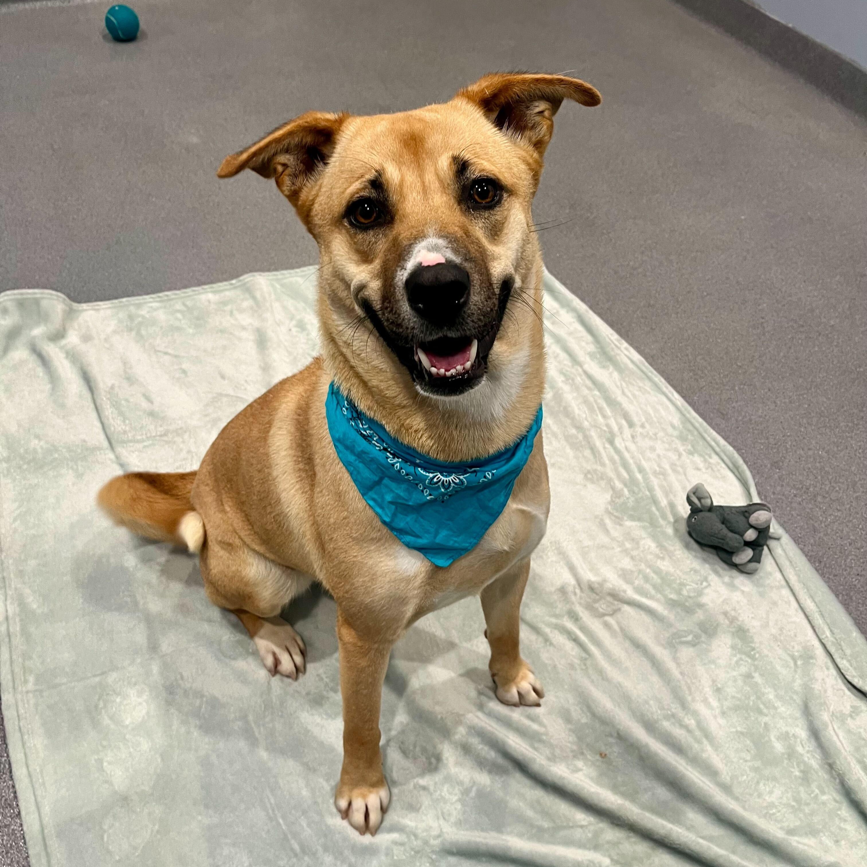 Maggie, adoptable, Young Female Siberian Husky.