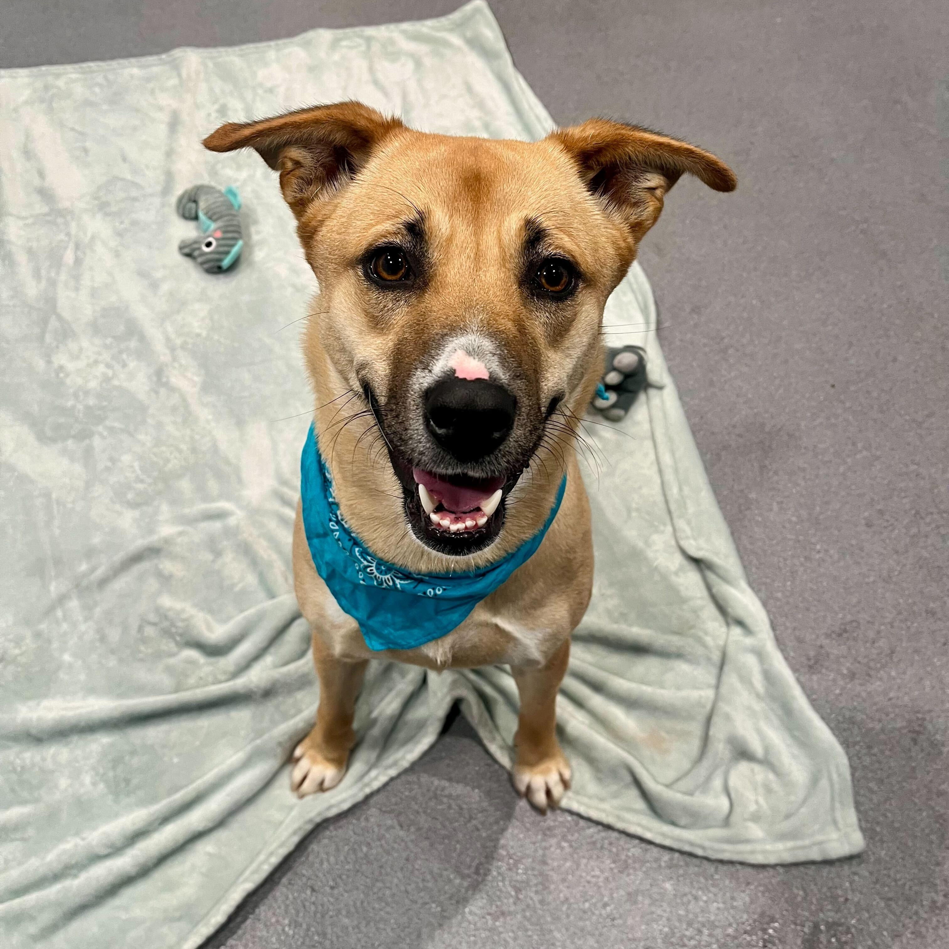 Enlarge Maggie, a other mixed breed in Canal Winchester, OH image 2/4