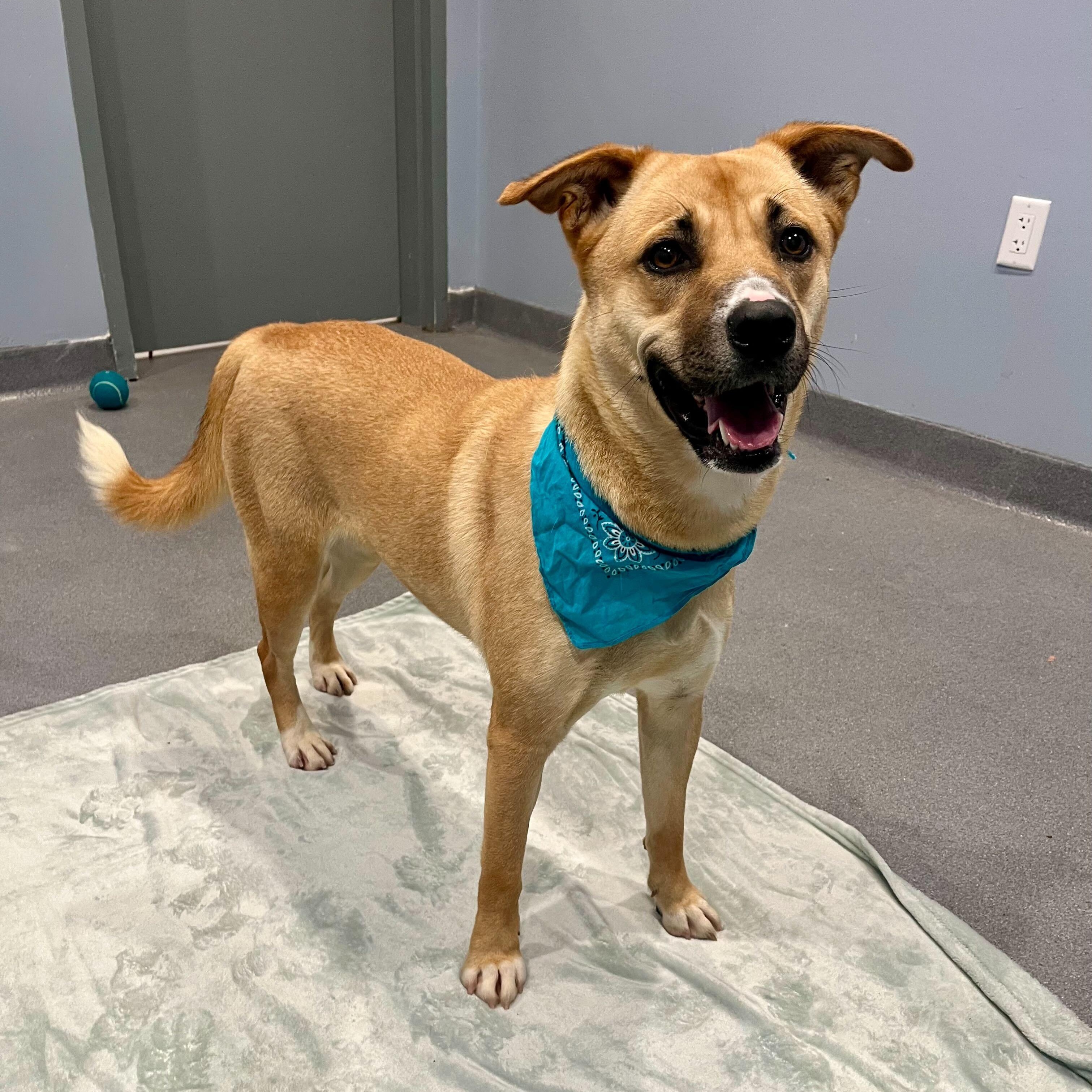 Enlarge Maggie, a other mixed breed in Canal Winchester, OH image 3/4