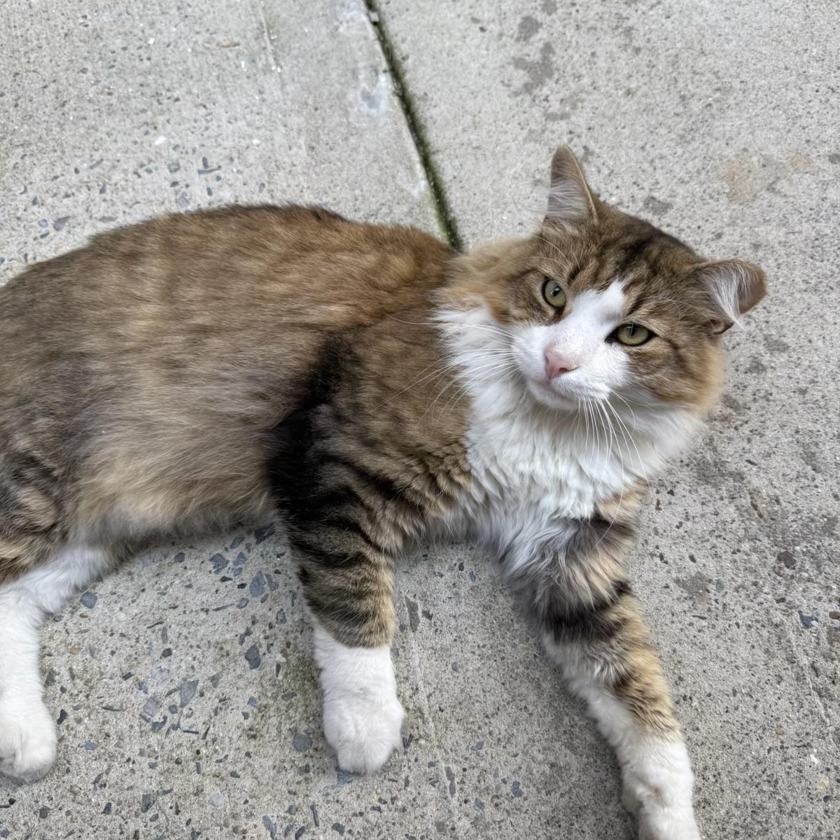 Enlarge Tiempo, a Adoptable Domestic Long Hair in New Haven, CT image 2/4