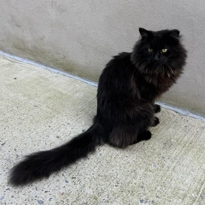 Enlarge Tiempo, a Adoptable Domestic Long Hair in New Haven, CT image 4/4