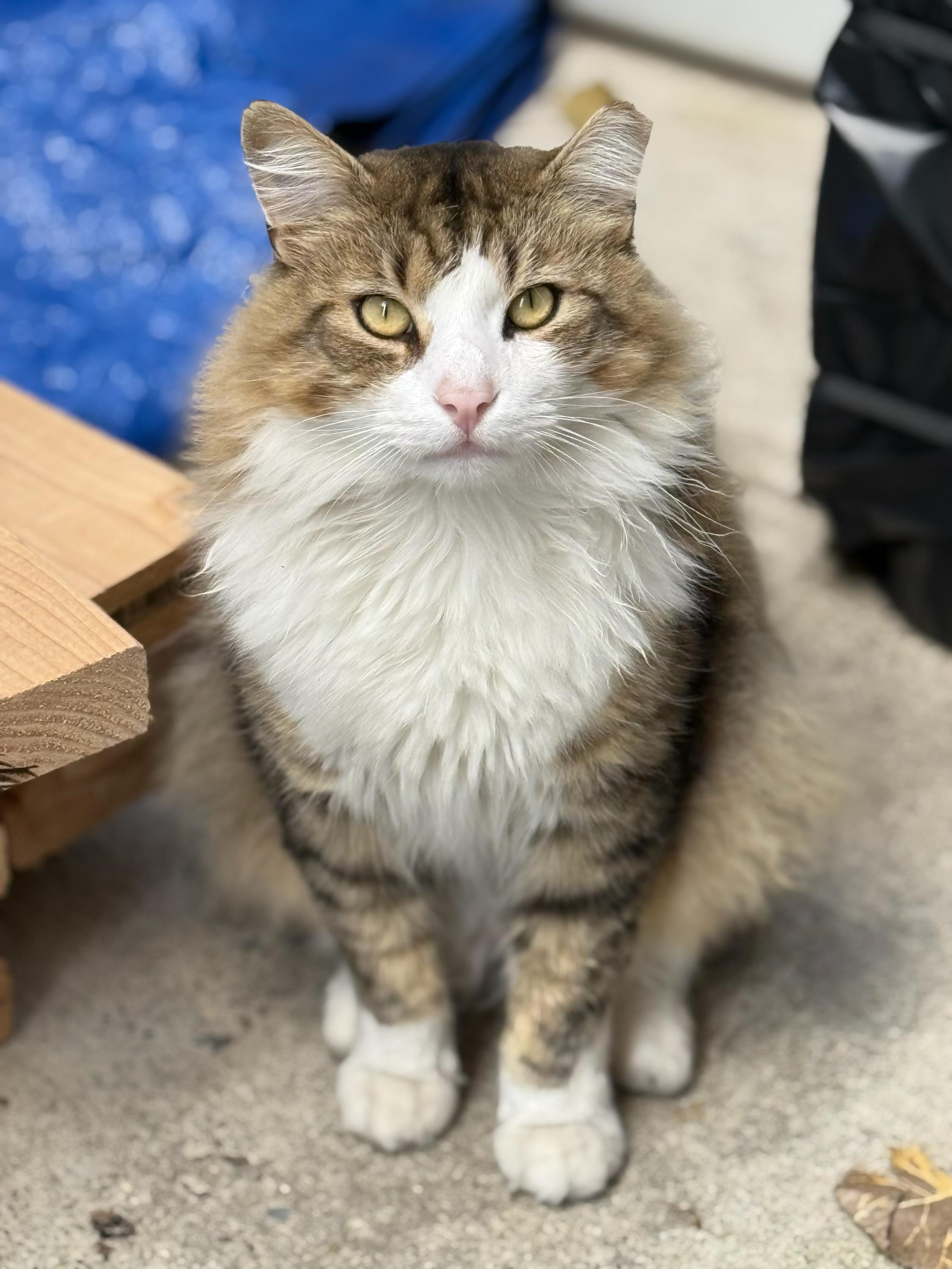 Tiempo, Adoptable, Adult Male Domestic Long Hair.
