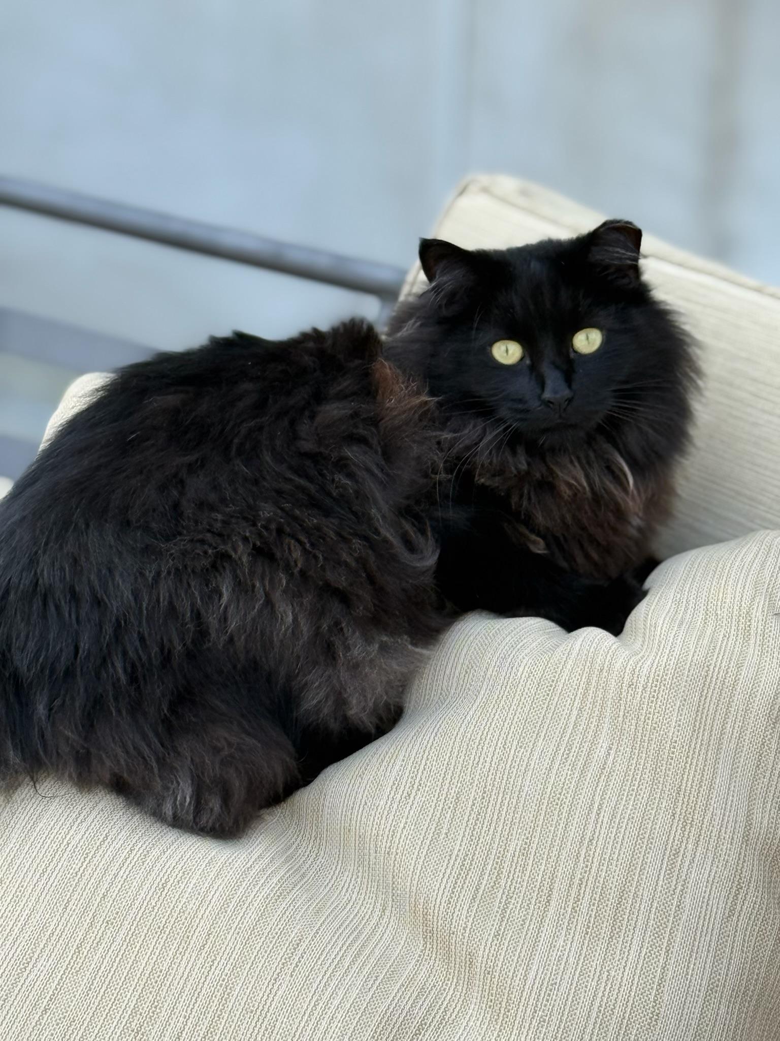 Enlarge Tiempo, a Adoptable Domestic Long Hair in New Haven, CT image 3/4