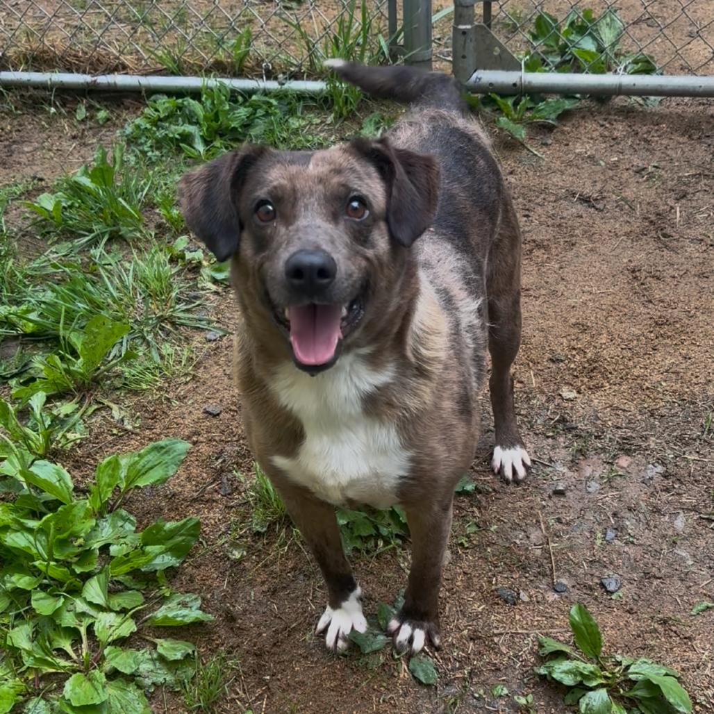 Spike, Adoptable, Adult Male Mountain Cur & Feist.