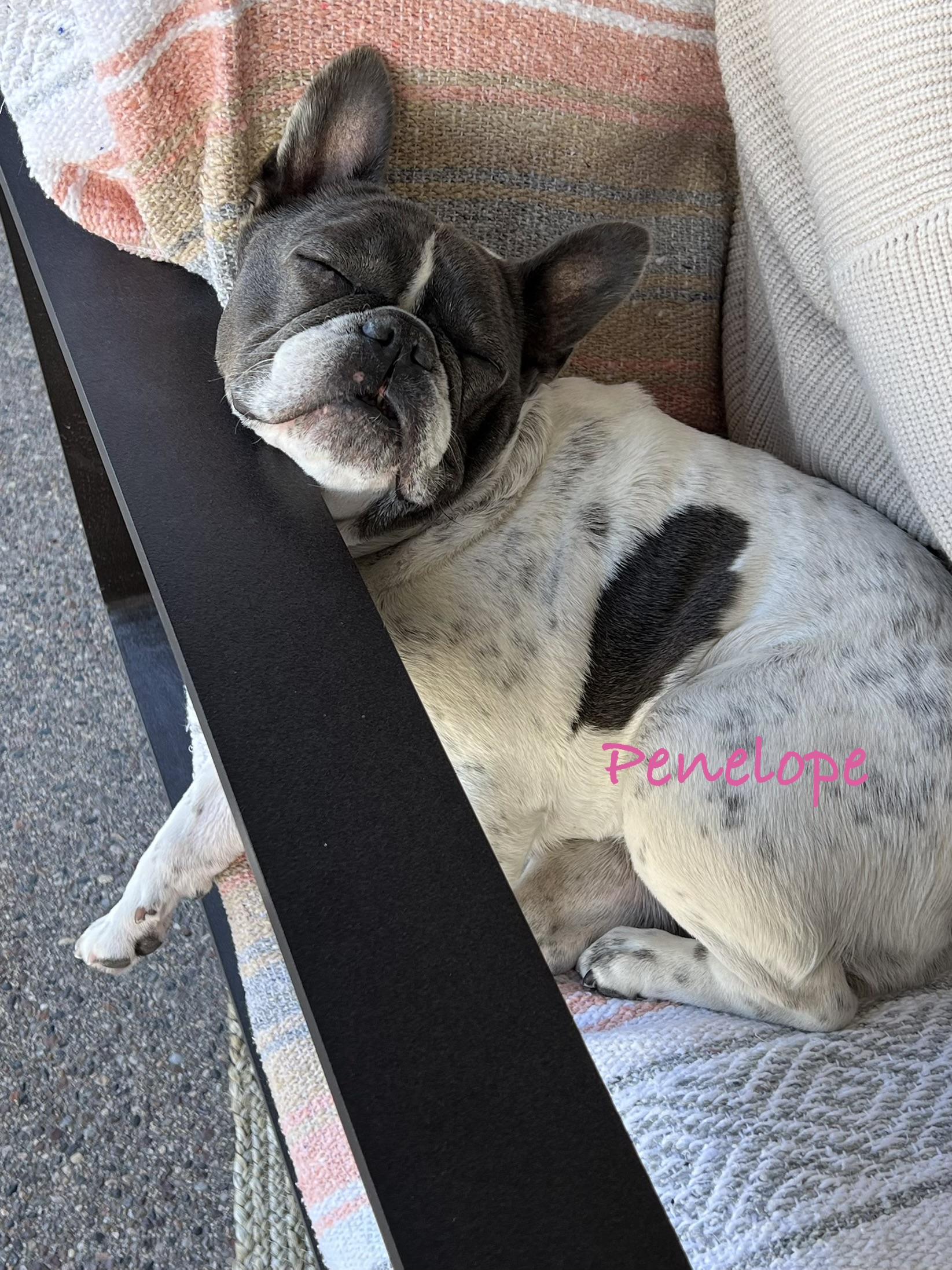 Penelope , ADOPTABLE, Adult Female French Bulldog.