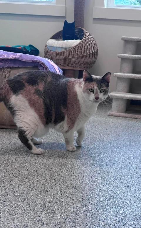 Honey, a ADOPTABLE Domestic Short Hair in Cherryfield, ME image 1/2