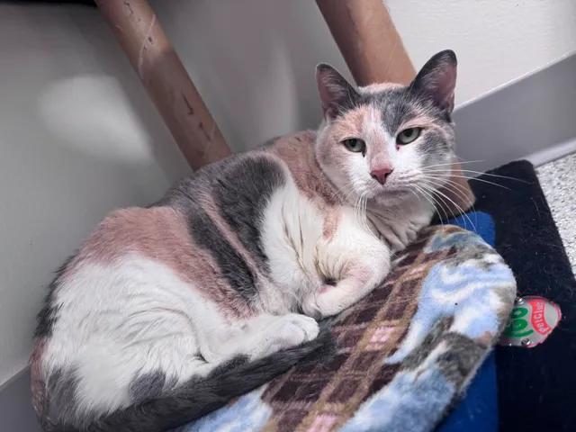 Honey, a ADOPTABLE Domestic Short Hair in Cherryfield, ME image 2/2