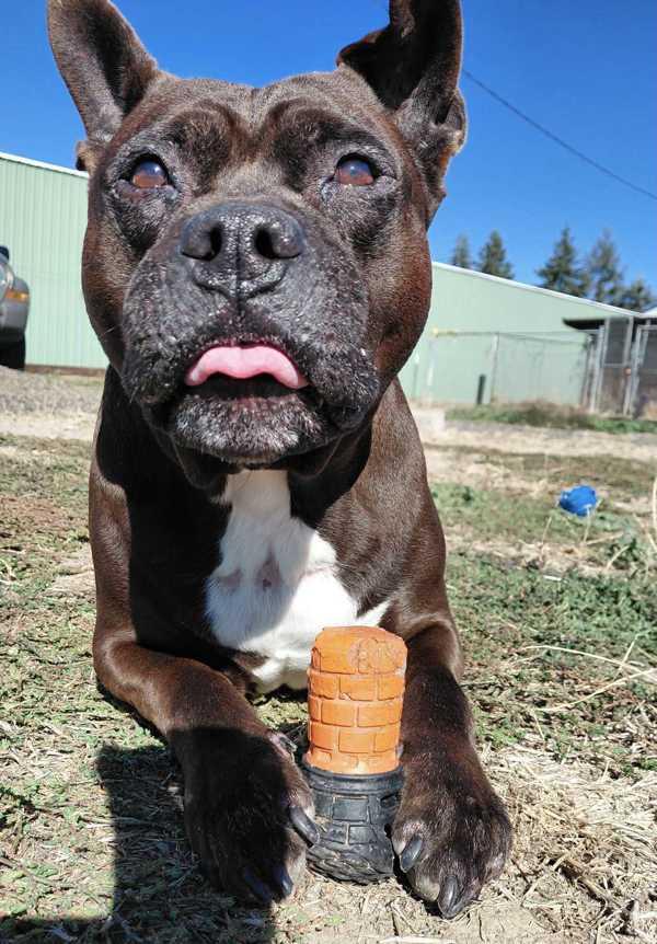 Enlarge Chop, a Adoptable mixed breed in McMinnville, OR image 1/2