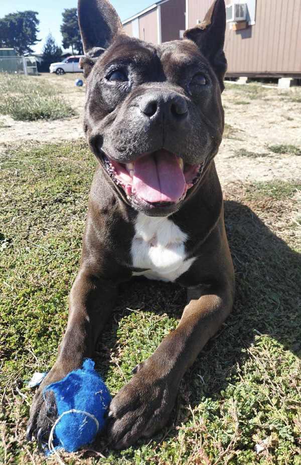 Enlarge Chop, a Adoptable mixed breed in McMinnville, OR image 2/2