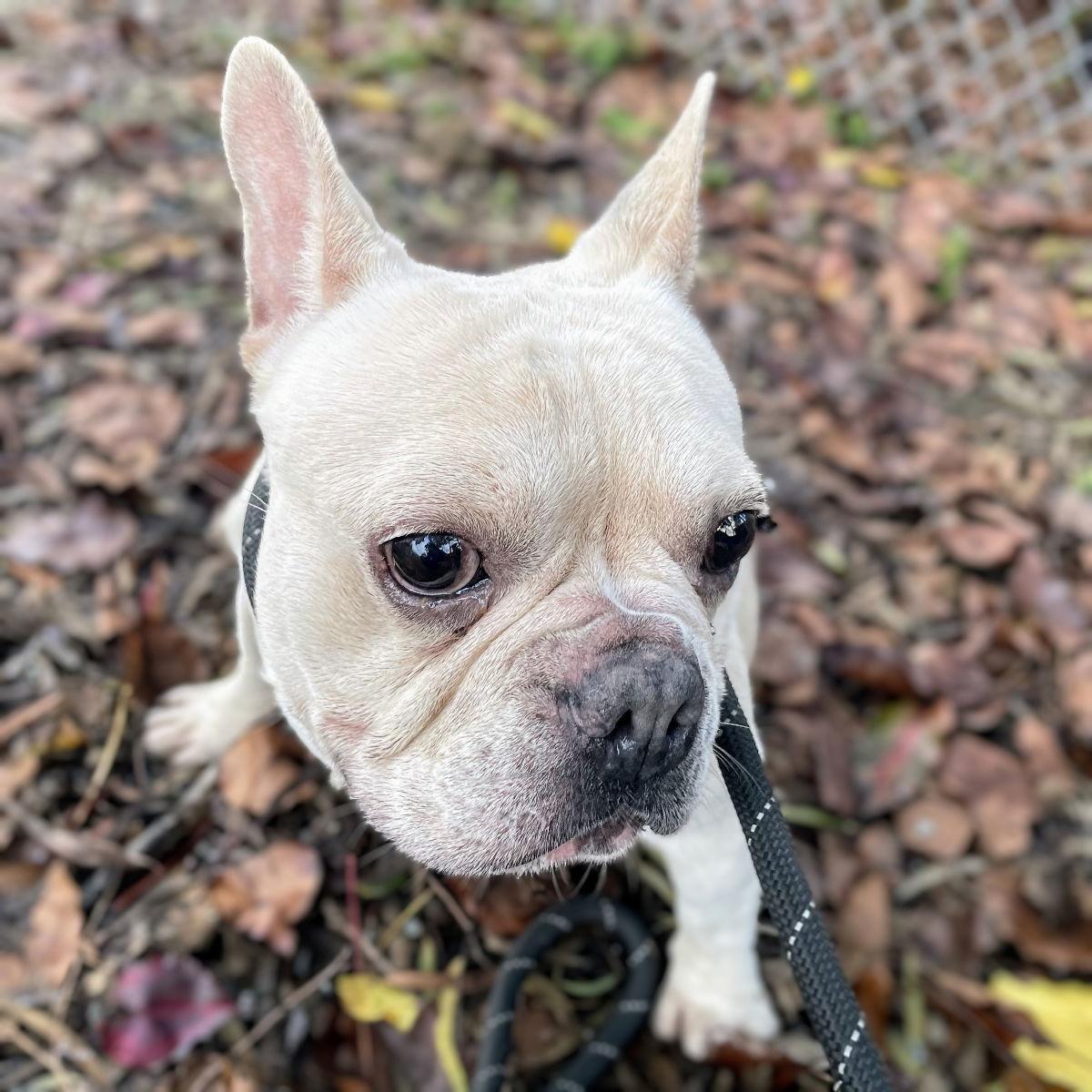 Lacroix, Adopted, Adult Male French Bulldog.