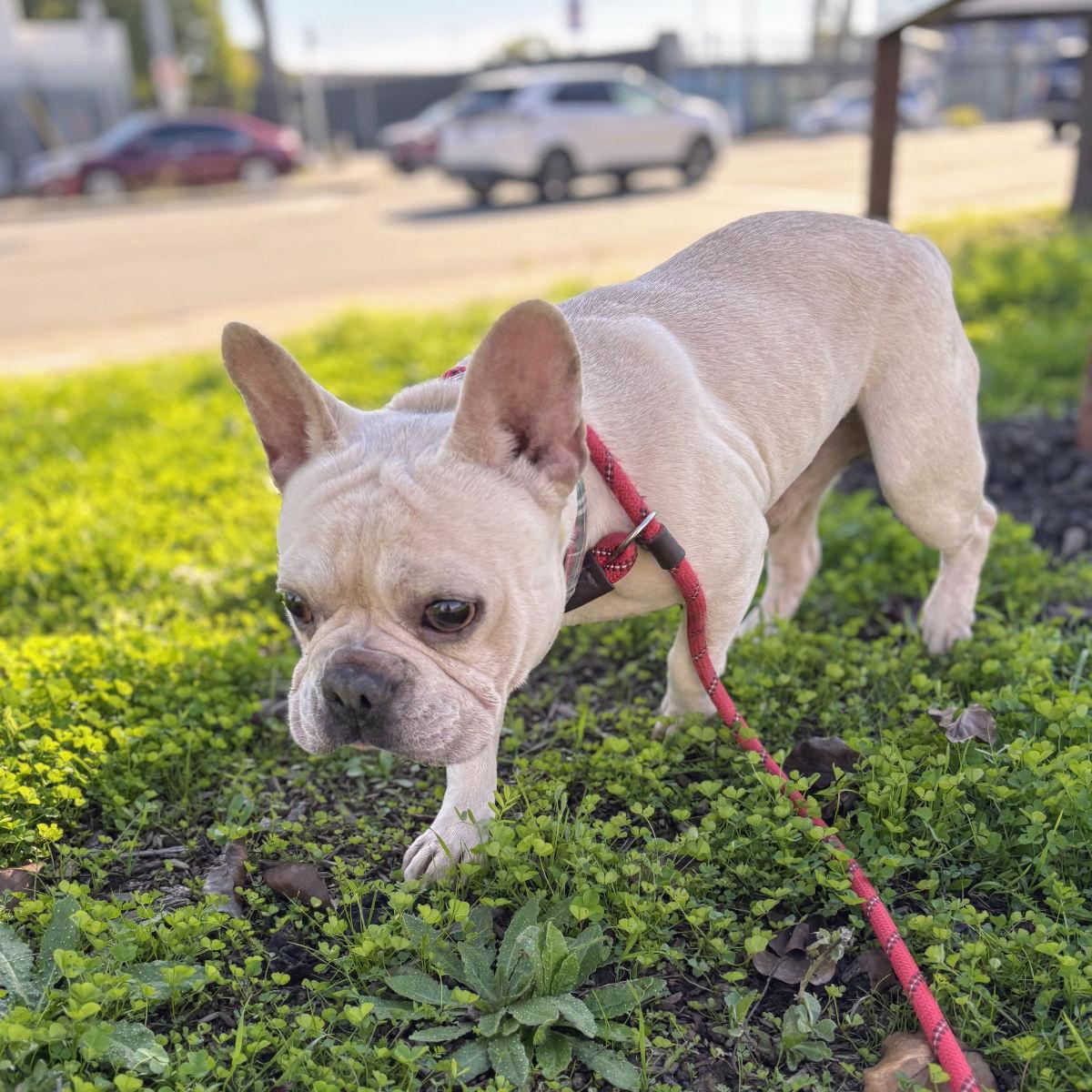 Enlarge Lacroix, a Adopted French Bulldog in Oakland, CA image 2/3