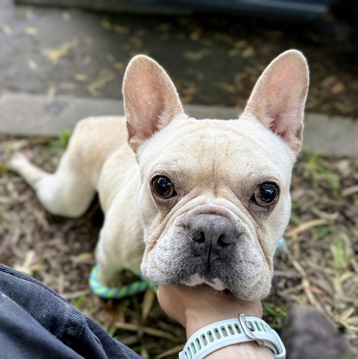 Enlarge Lacroix, a Adopted French Bulldog in Oakland, CA image 3/3