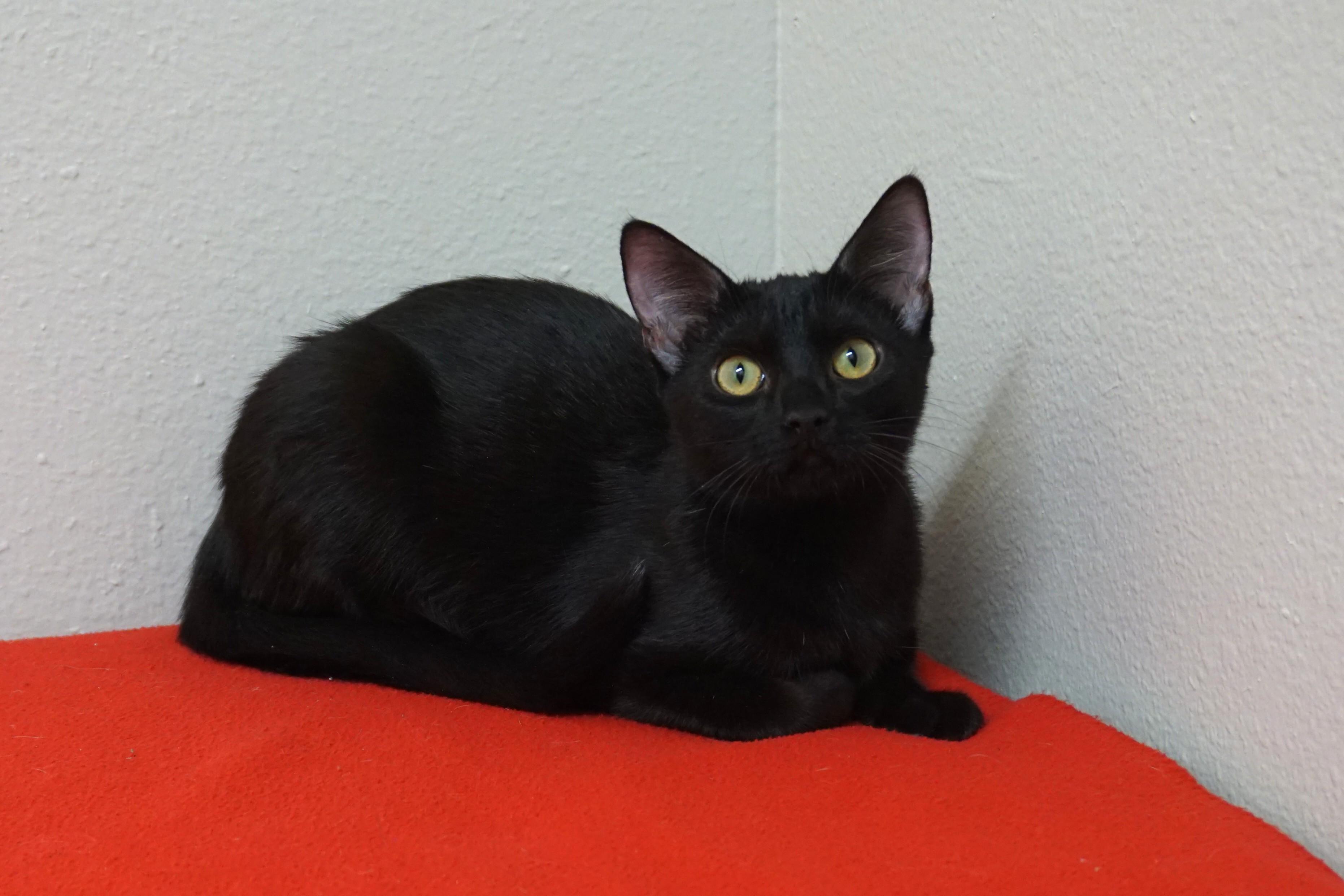 Enlarge Meowdy, a ADOPTABLE Domestic Short Hair in Fountain Hills, AZ image 4/4