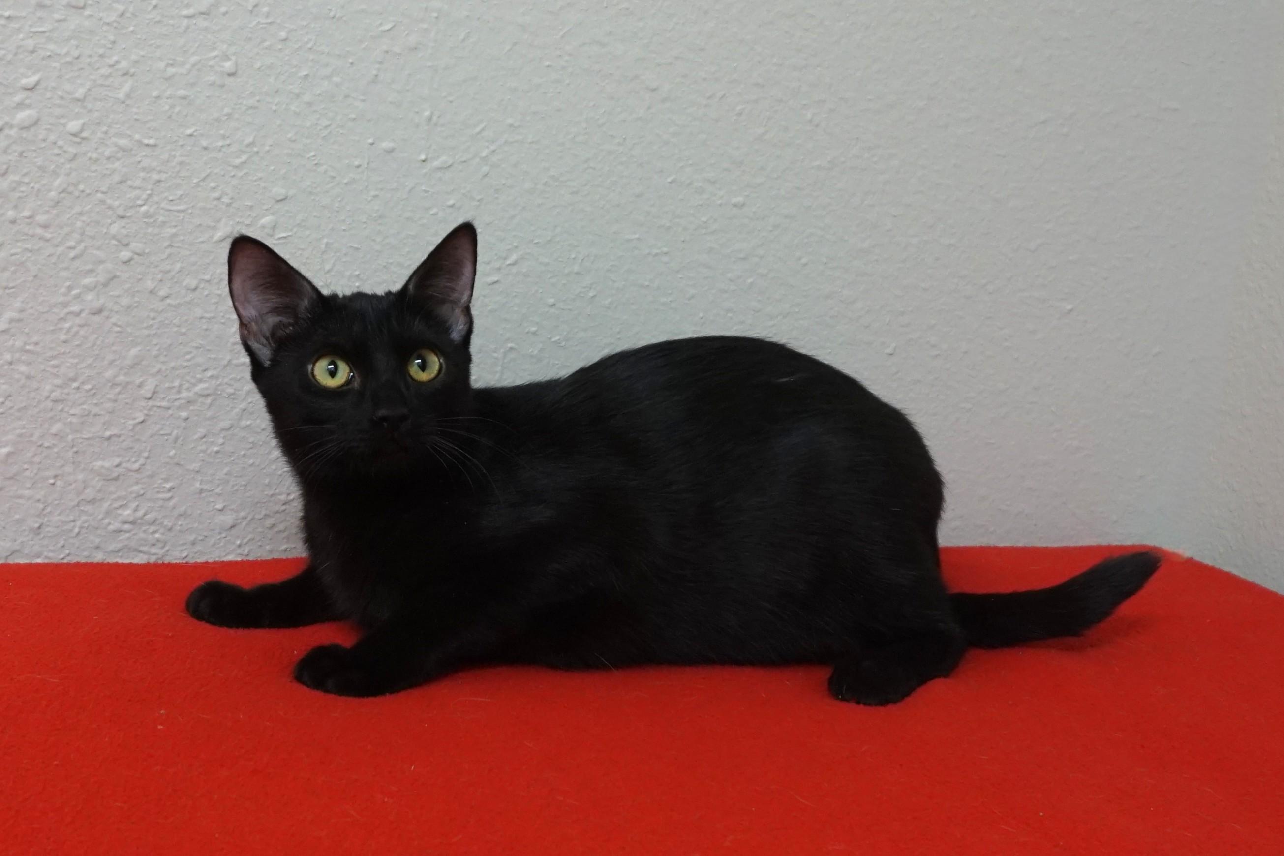 Enlarge Meowdy, a ADOPTABLE Domestic Short Hair in Fountain Hills, AZ image 2/4
