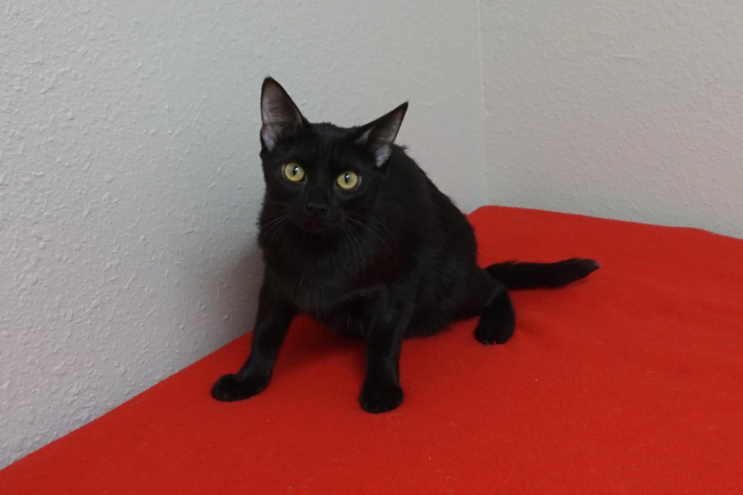 Enlarge Meowdy, a ADOPTABLE Domestic Short Hair in Fountain Hills, AZ image 3/4