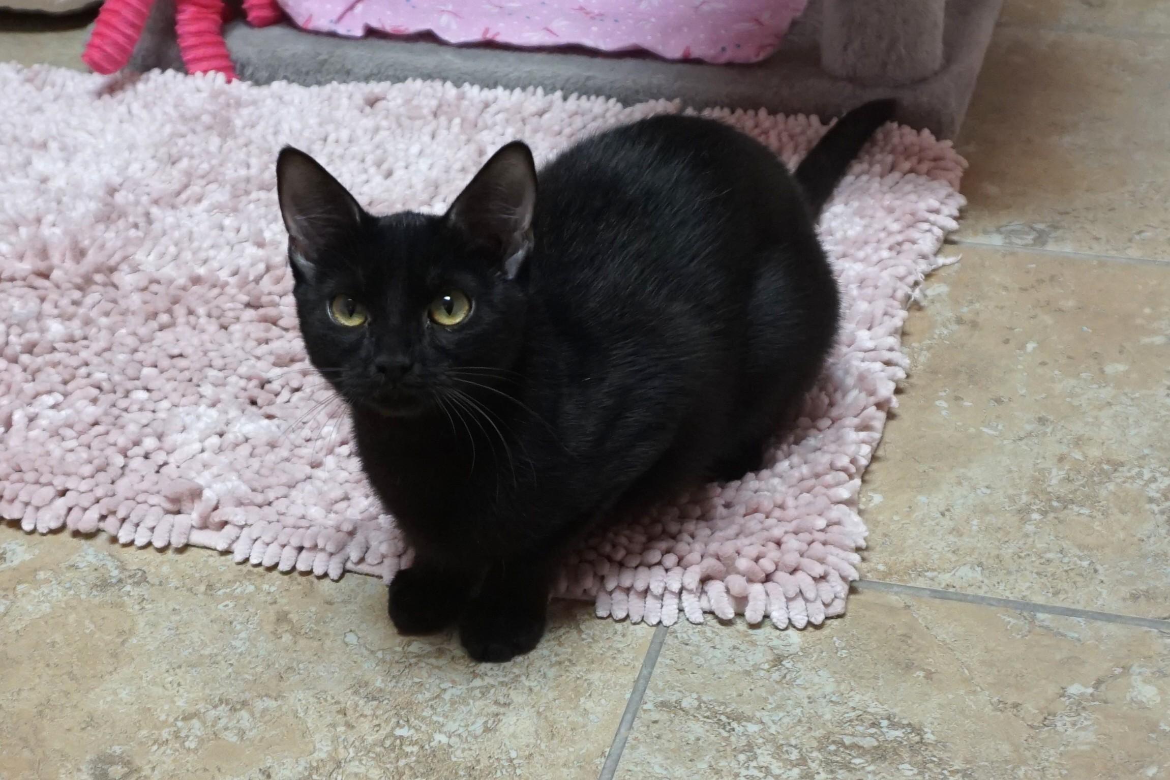 Meowdy, ADOPTABLE, Young Female Domestic Short Hair.