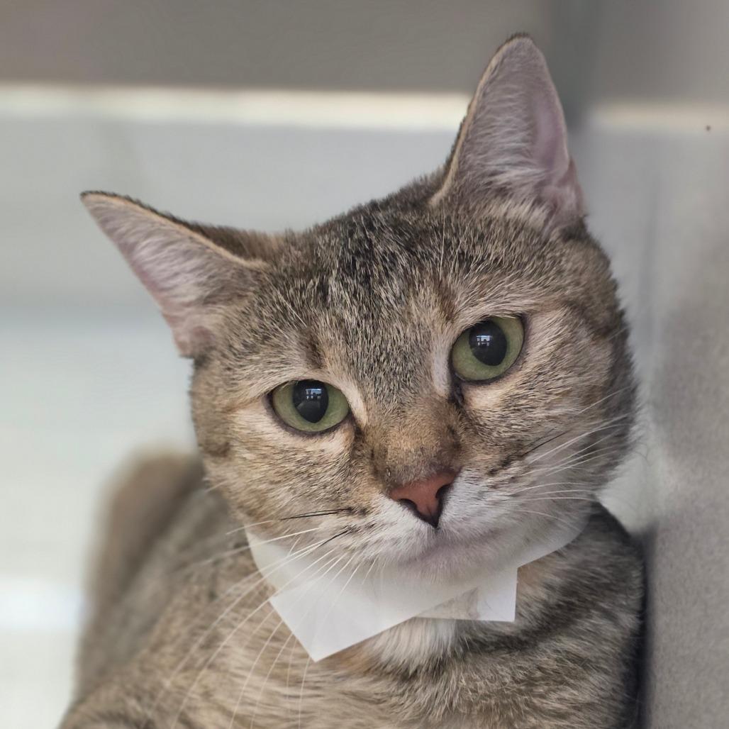 Amarys, Adoptable, Adult Female Domestic Short Hair.