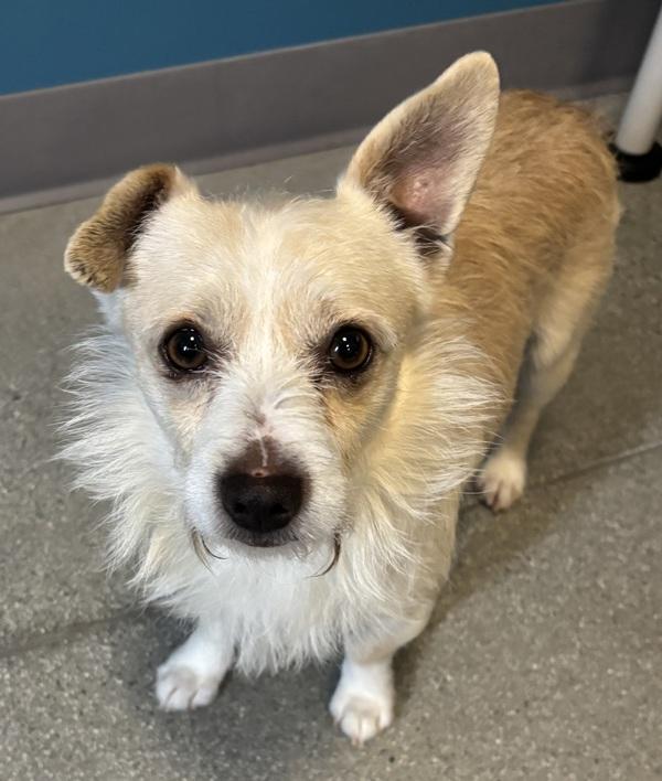Blanco, Adoptable, Adult Male French Bulldog.
